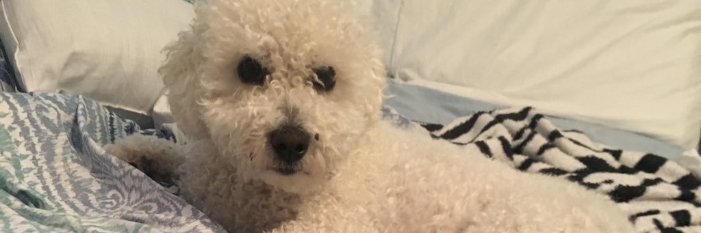 amymiller0907's profile banner image