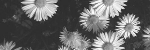 brauliobsouza's profile banner image