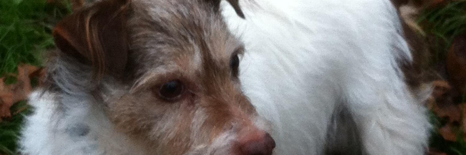 hollyconnor52's profile banner image