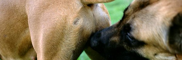 bucmachine Profile Banner