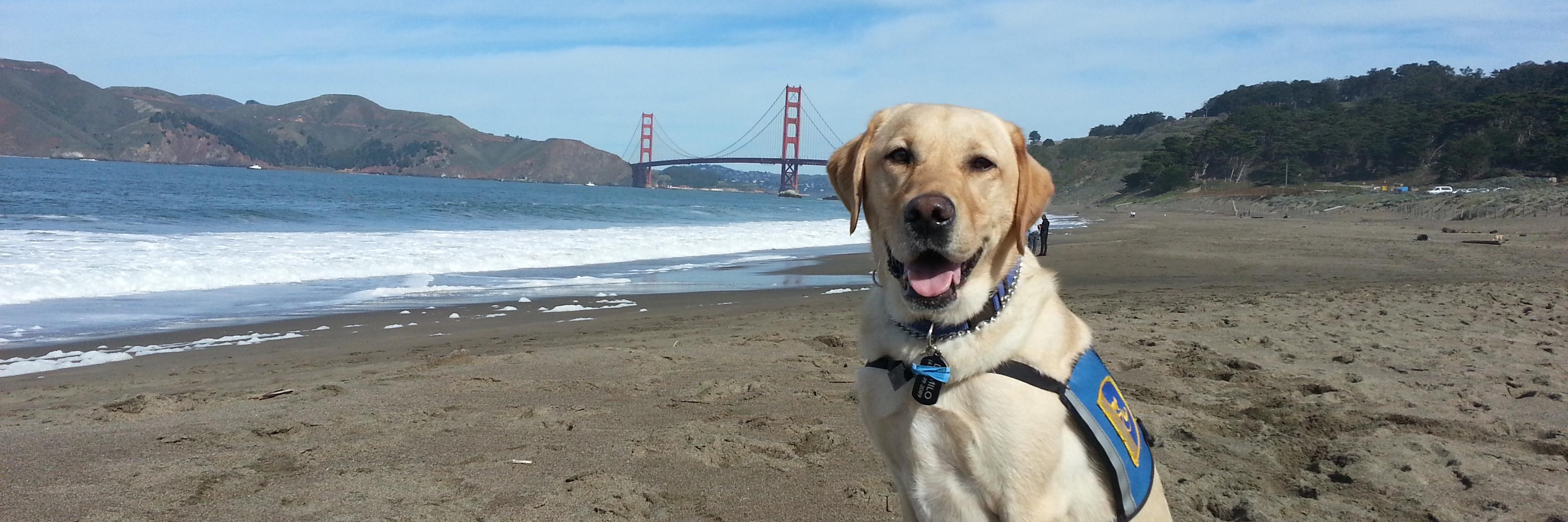 DeMiloTheDog's profile banner image