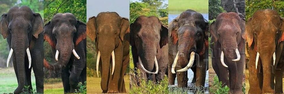 imMihindu's profile banner image