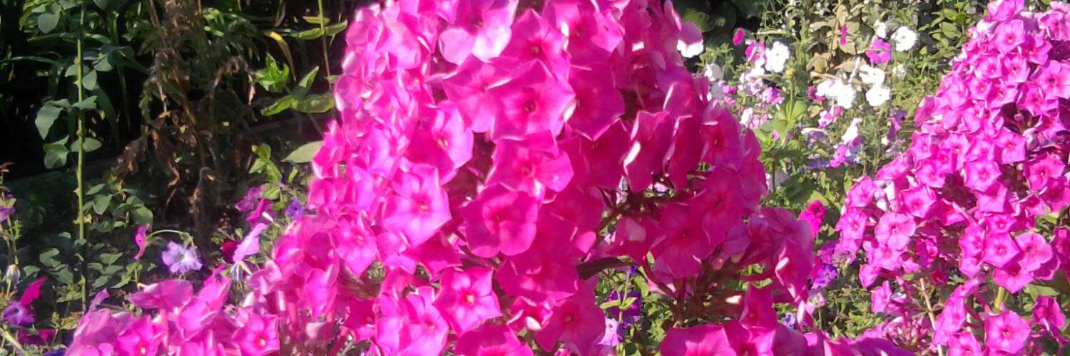 hecfkrf's profile banner image