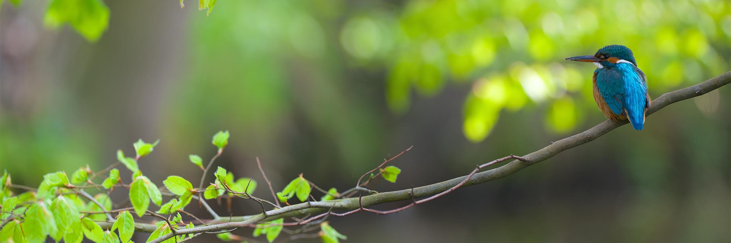 evertbruinsma's profile banner image