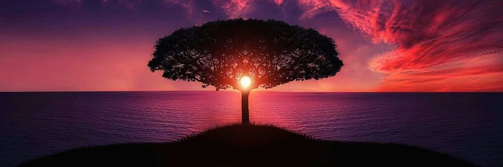 SACREDTREE78's profile banner image
