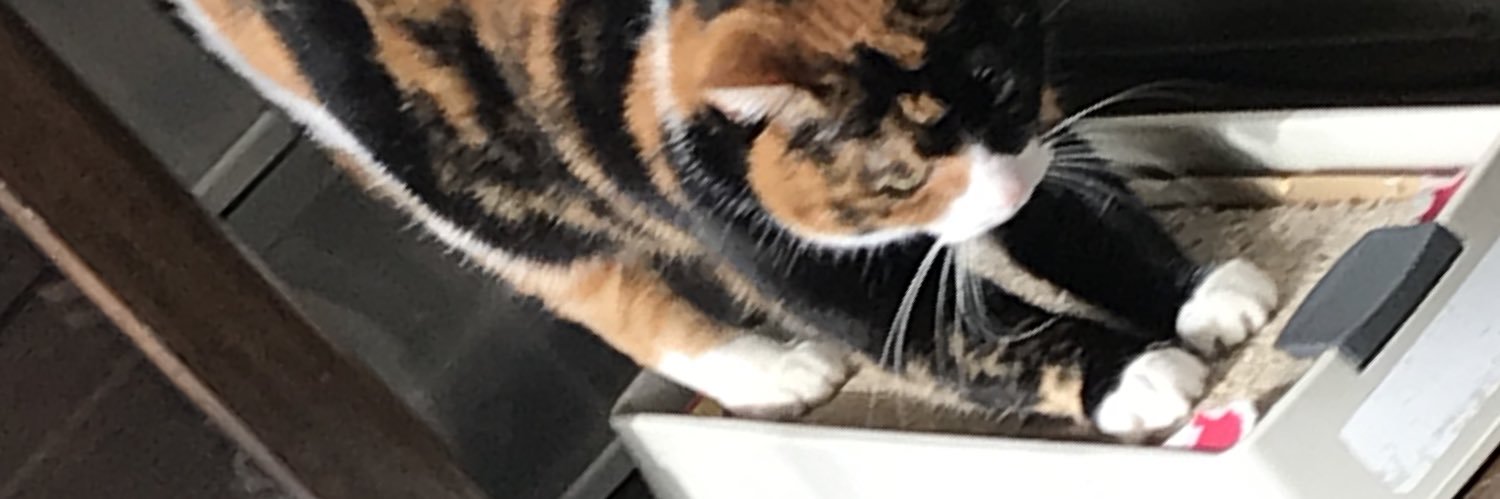 xRoseCat's profile banner image