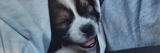 brunabernhard_'s profile banner image