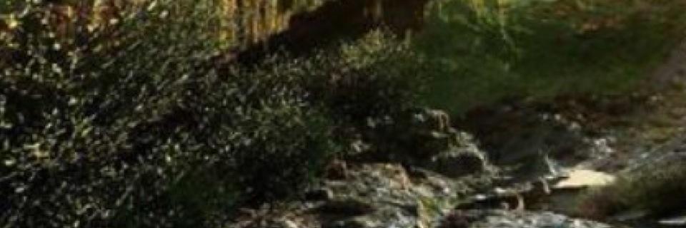speckled_F's profile banner image