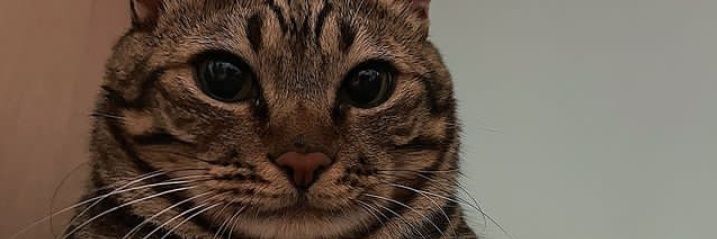 Tserida9's profile banner image