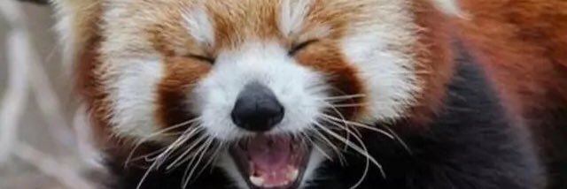 RealCryoGolden's profile banner image