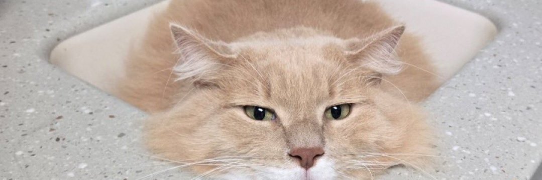 SlighTlyTense1's profile banner image