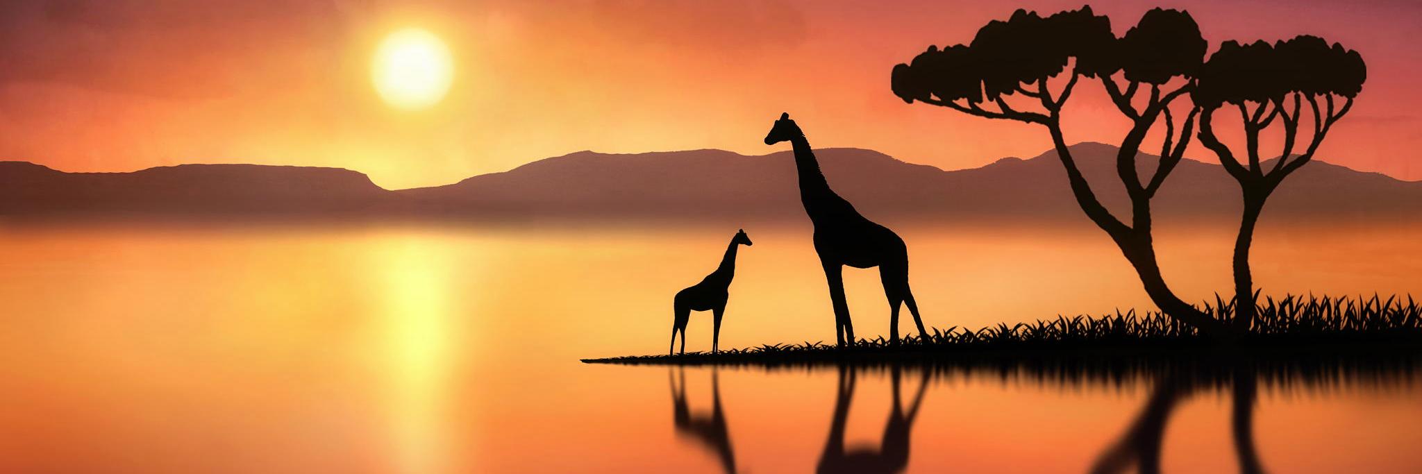 Hofstra__ASA's profile banner image