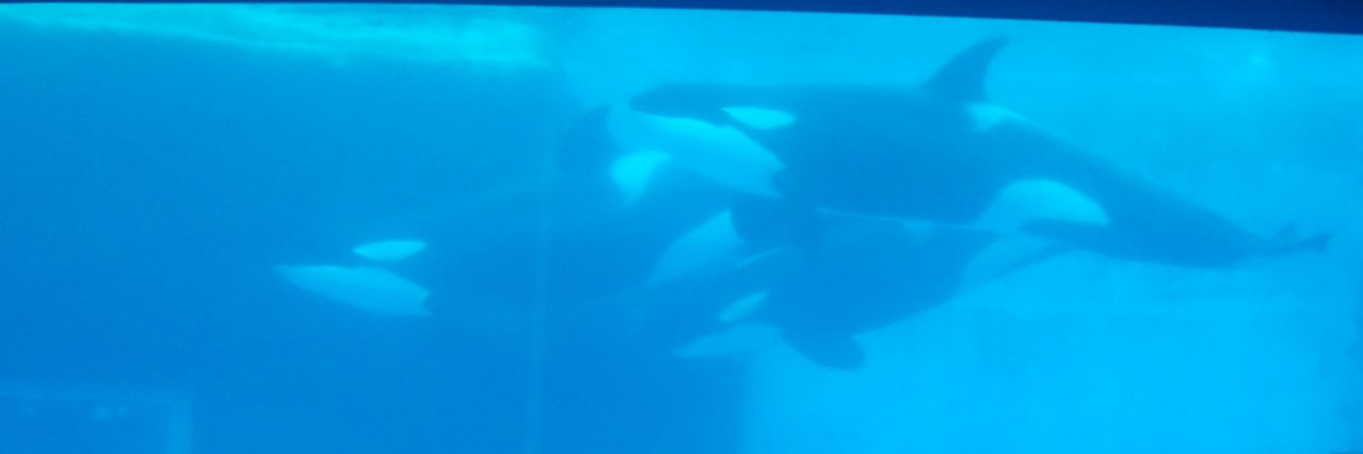 orca0327's profile banner image
