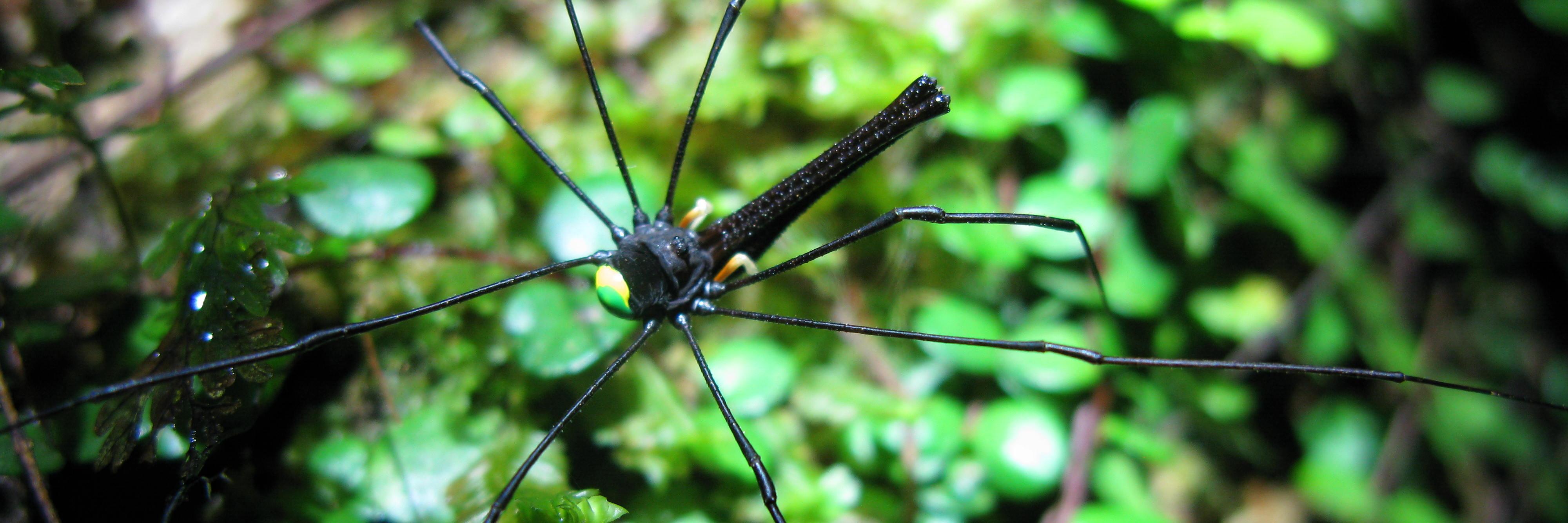 Anna Frances Probert banner