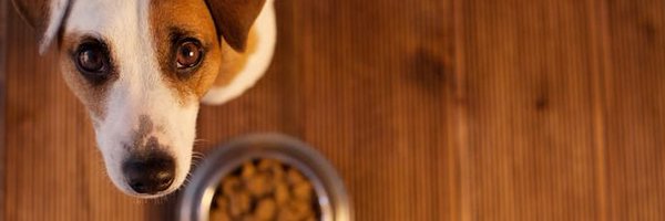 Adoptatcas Profile Banner