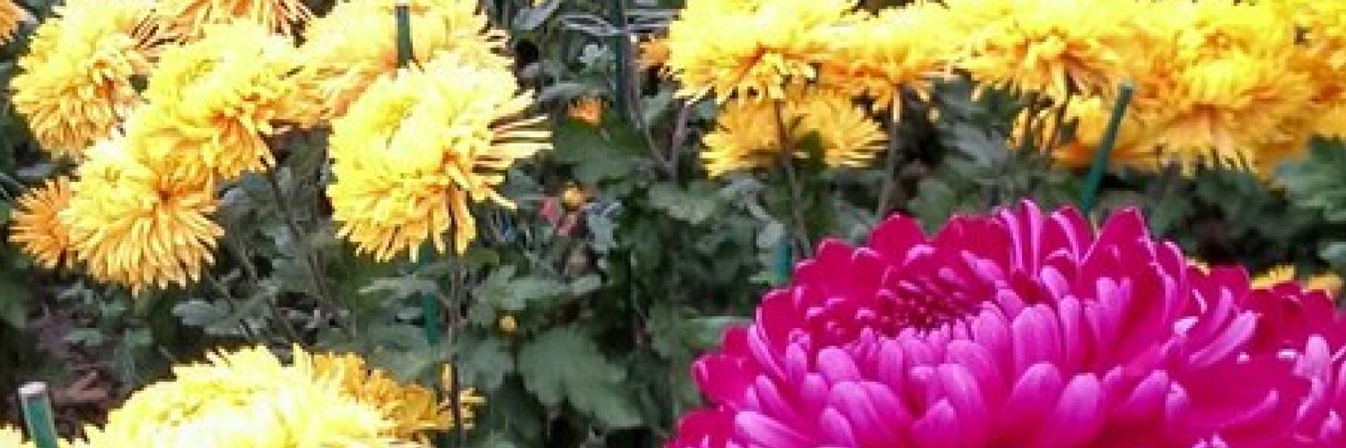 Zully_Montiel's profile banner image
