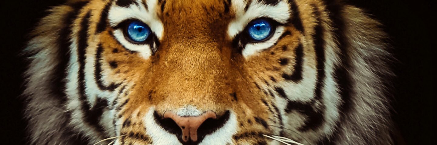joseplaguna's profile banner image