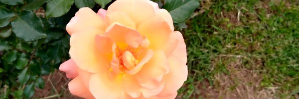 charles395 Profile Banner