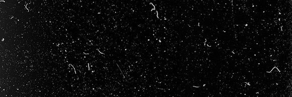 noah banner