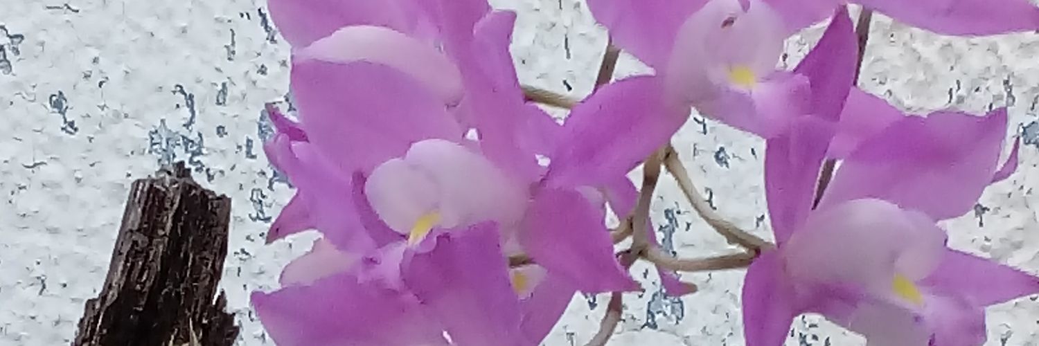 armida_rosas's profile banner image