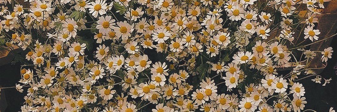 elly_elli's profile banner image