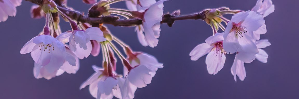 iwamizu kaori banner