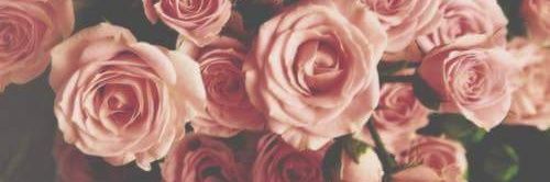 Sandellyel's profile banner image