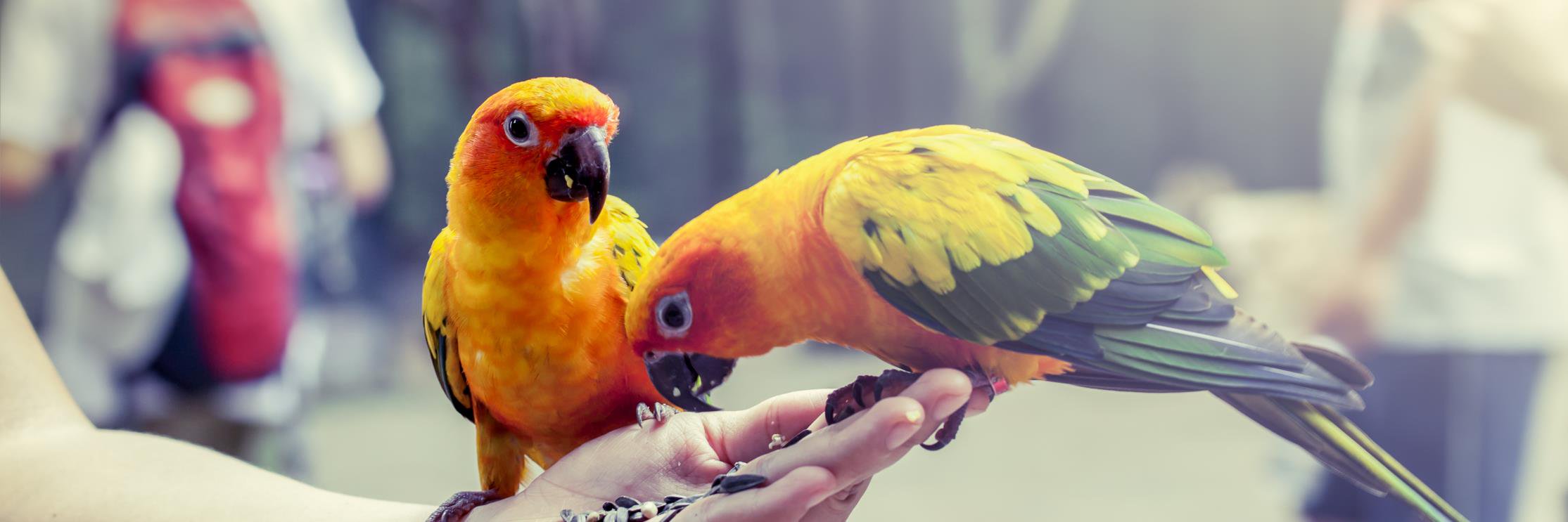 bybirdlovers's profile banner image