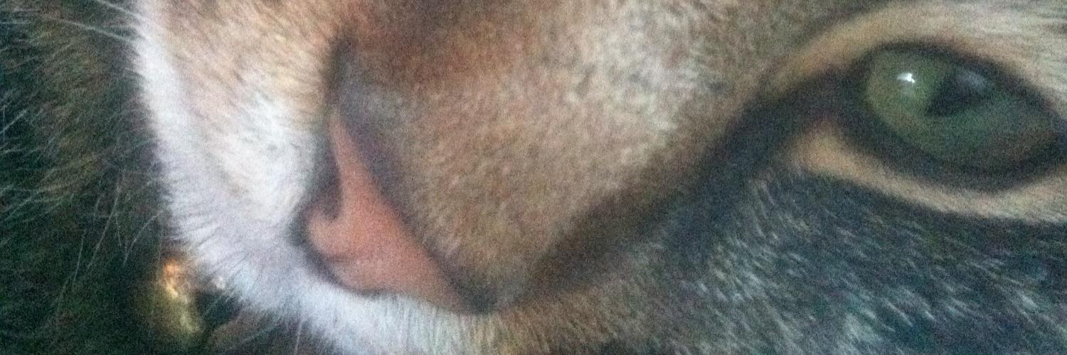 digurjon's profile banner image