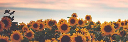 _Melissaaarose's profile banner image