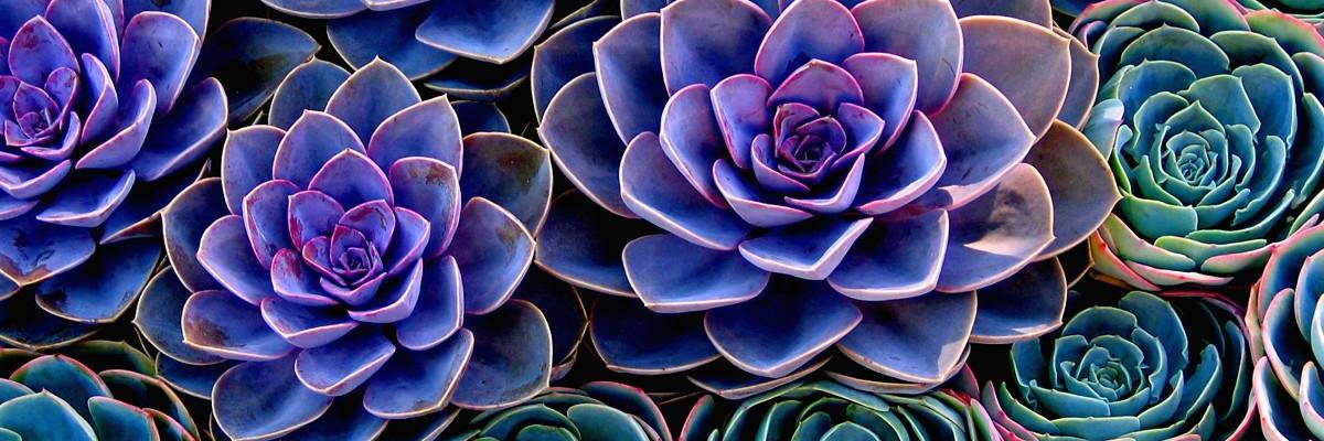 ArielleHurst's profile banner image