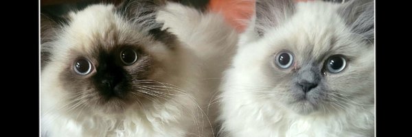 ScienceMelanie Profile Banner