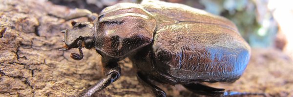 _mick_white_ Profile Banner