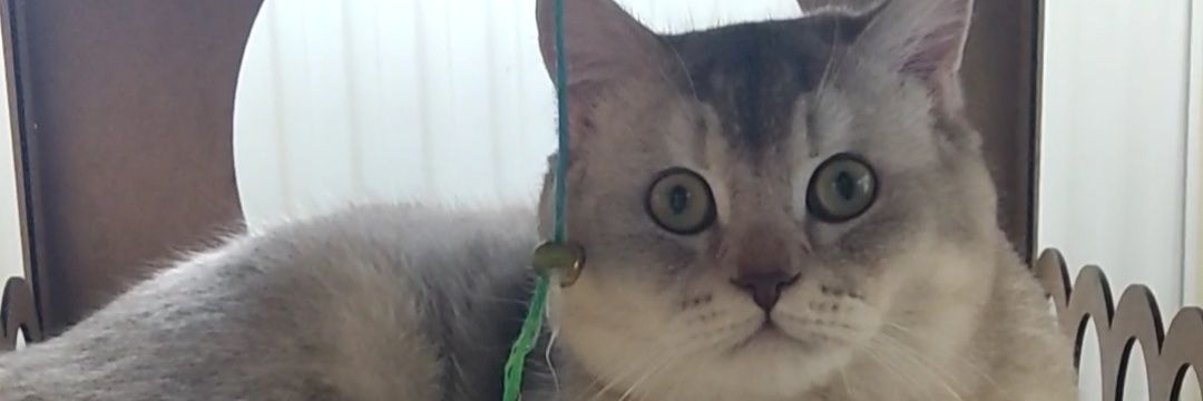 esratkbs's profile banner image