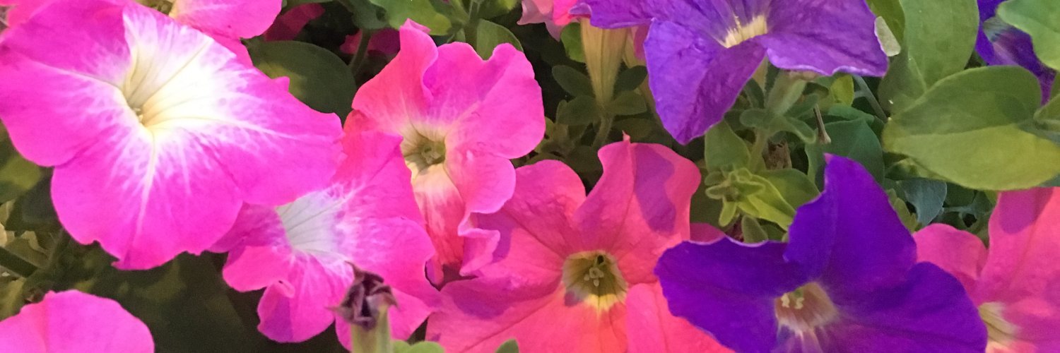 LynnSteines's profile banner image