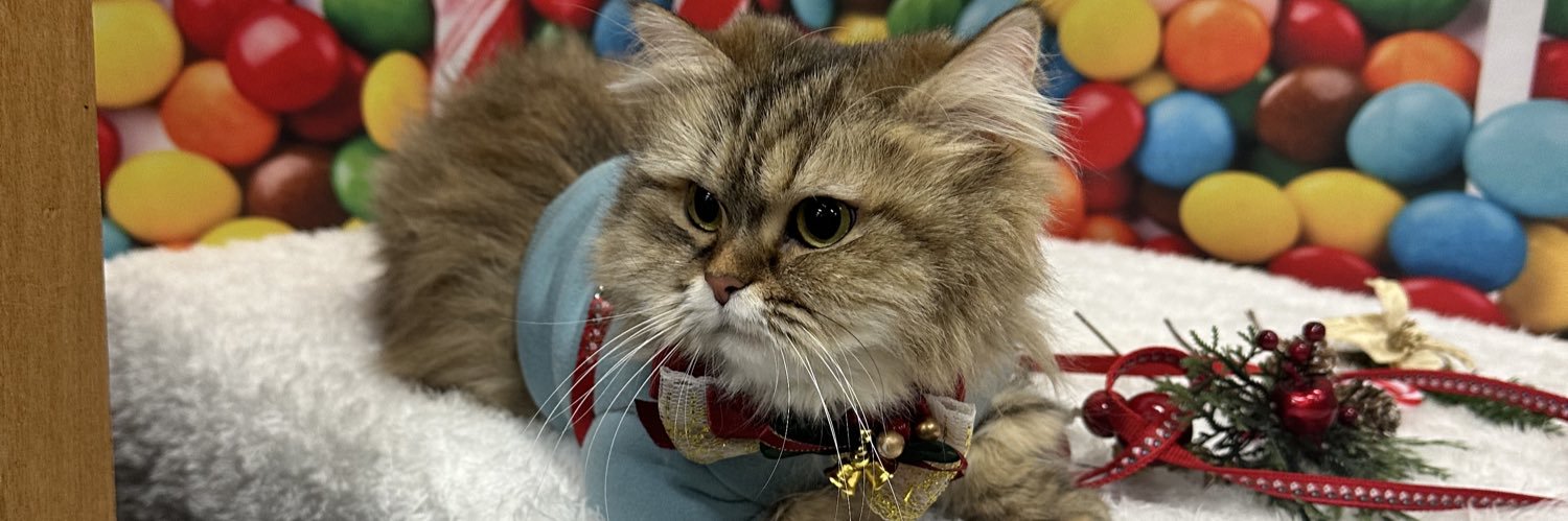 ひとみ🐬 banner