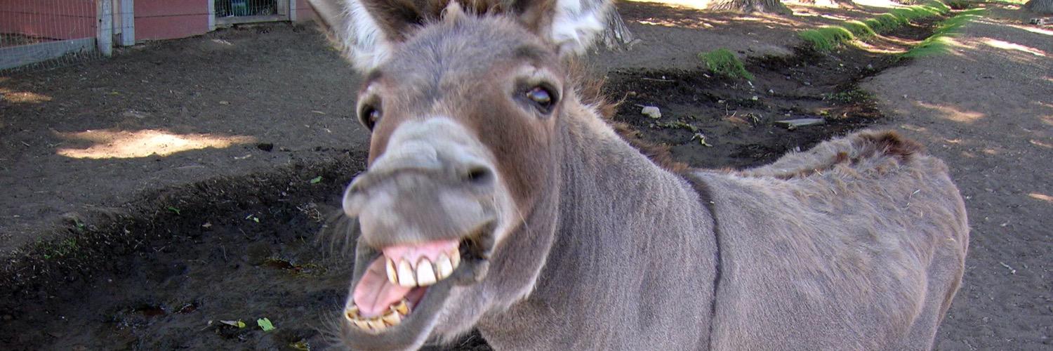 KingoftheDonks's profile banner image