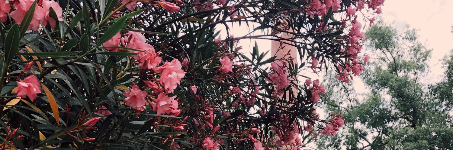 rachbohnenkamp's profile banner image