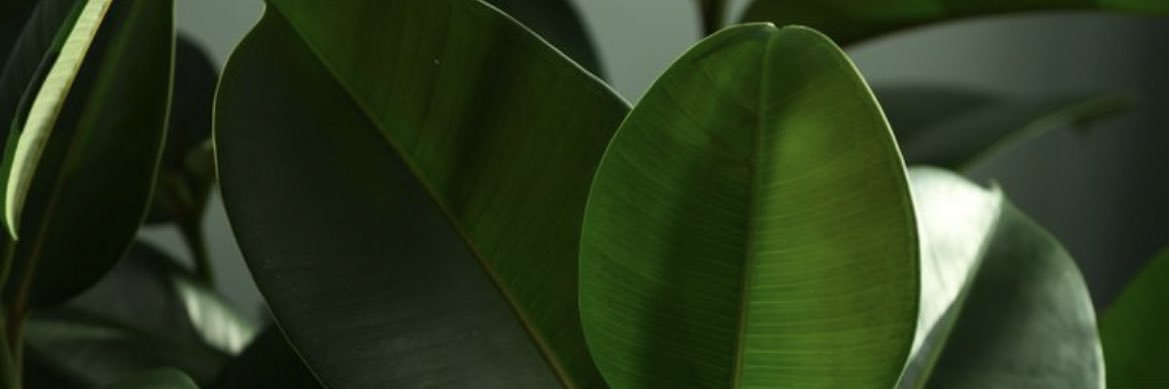 Kaydaap's profile banner image