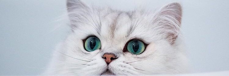 thanyaluckk's profile banner image