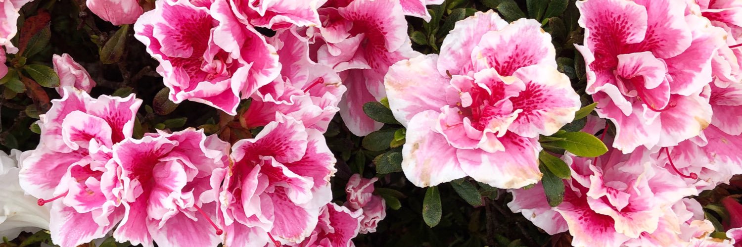 Jessica Errington banner