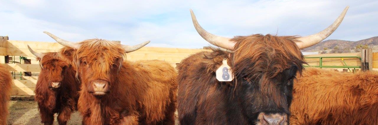 MountainPrimalMeatCo banner