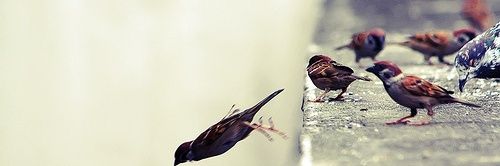 Being_Sparrow's profile banner image