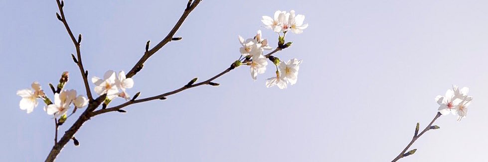 mayumin. banner