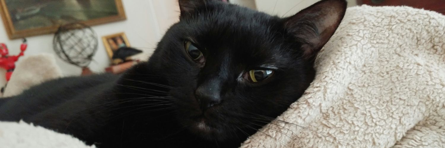 LadyMissCarly's profile banner image