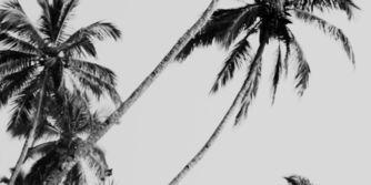 Ninarpgcf's profile banner image