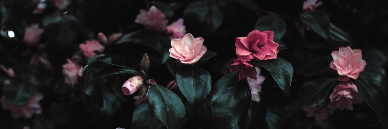 elisabetta237's profile banner image