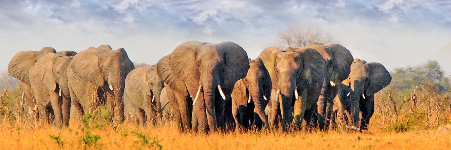 Uncovered Travel Initiative Africa's banner