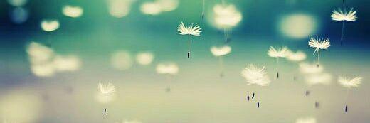 Misbah T. 🦋 banner