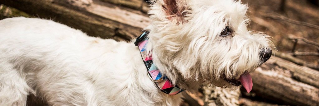 tail_wag's profile banner image